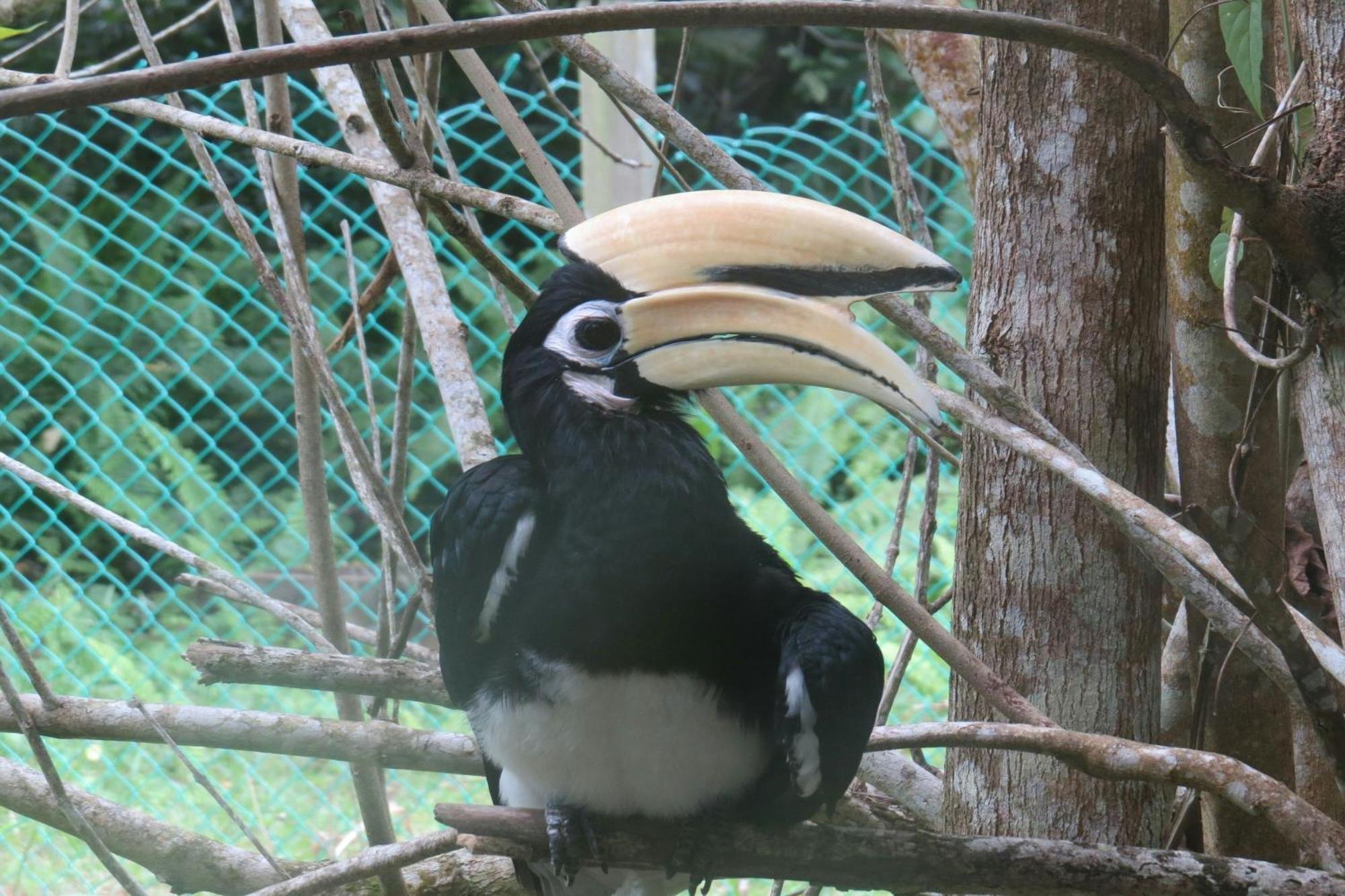 Miri Marriott Resort & Spa Εξωτερικό φωτογραφία Great hornbill